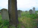 Widok oglny na cmentarz. Na pierwszym planie, przy drzewie grb Saula Rosenbacha